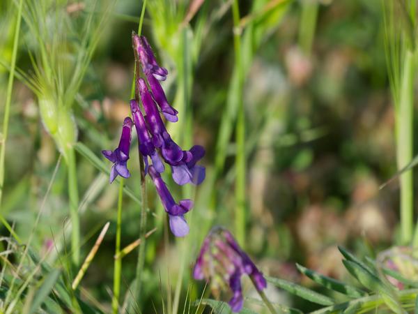 <h3>Vicia&nbsp;villosa / Fodder&nbsp;vetch / Bonte&nbsp;wikke</h3>OM-1 Mark II met OLYMPUS M.150-400mm F4.5 TC, 1/2000 sec  bij F5.6, ISO 800, afstand 2.67&nbsp;m